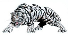 White tiger